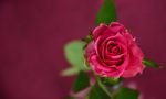 Rose Geburtstag